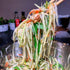 Papaya Salad by Holagato